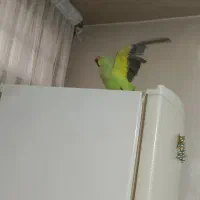 طوطی ملنگو سخنگو نر و عروس هلندی نر سخنگو