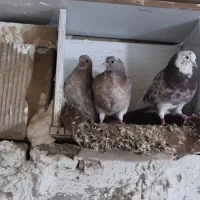 قیمت مقطوع مقطوع|پرنده|قرچک, زیبا شهر|دیوار