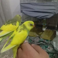 فروش 2 عدد مرغ عشق نیمه دستی  دونه ای150|پرنده|مهدی شهر, |دیوار