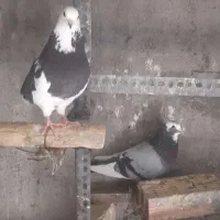 کبوتر