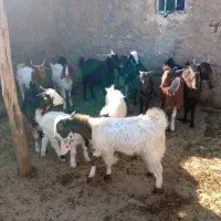 بزغاله ماده.کیلویی 280