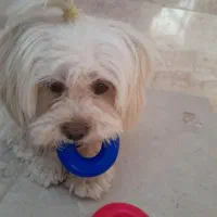 شیتزو ماده ۳ ساله