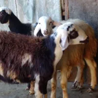 ۳تابره نر تخمی|حیوانات مزرعه|شیروان (لرستان), |دیوار