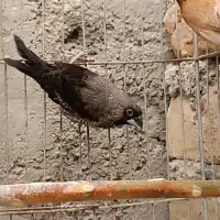 فنچ بنگالی و زبرا و کینگ خوش رنگ و زیبا