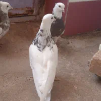 طوقی صرب کفتر سینه کله نقش رنگی|پرنده|خانمیرزا, |دیوار