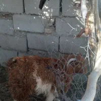 گوسفند فروشی