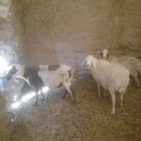 چبش پاکستانی|حیوانات مزرعه|سده (خراسان جنوبی), |دیوار