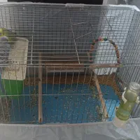 دوعد مرغ عشق نر با قفس|پرنده|فولادشهر, مسکن مهر فولادشهر|دیوار