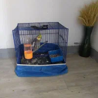 عروس هلندی سخنگو