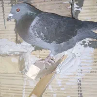 کبوتر قیمت مناسب|پرنده|شاهین‌شهر, شهرک هشت بهشت|دیوار