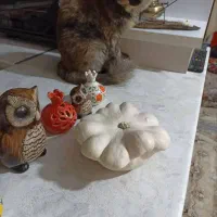 گربه پرشین اسکاتیش ،طوطی گیرینجیک،عروس هلندی|گربه|رباط‌کریم, شترخوار|دیوار