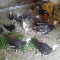 فروش مرغ .وبقلمون