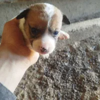 پاکوتاه گوش تیز|سگ|کاشمر, |دیوار