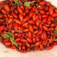 گلدیک نسترن کاملا رسیده