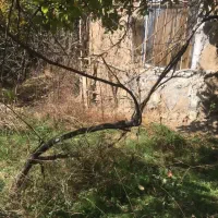 باغ و باغچه|فروش زمین و ملک کلنگی|طارم (زنجان), |دیوار