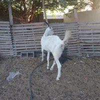 بز گلابی|حیوانات مزرعه|زرآباد, |دیوار