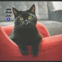 واگذاری فوری گربه خانگی به سرپرست مهربان|گربه|تهران, اکباتان|دیوار