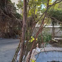 سفره خانه سنتی ۵۰۰ متری ،با موقعیتی عالی|اجارهٔ مغازه و غرفه|ایلام, |دیوار