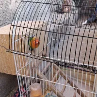 طوطی برزیلی