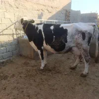 گاو سیمینتال شکم سوم