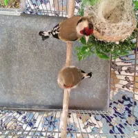 جفت سهره کارداده اماده تخم گذاری