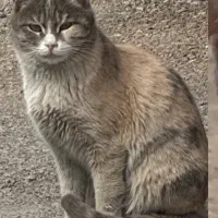 گربه dsh|گربه|اردبیل, |دیوار