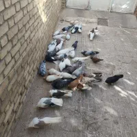 کبوتر دوکت ،سرور ،یزدی و تهرانی ، دم سفید