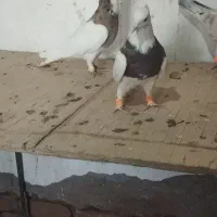 زاغ دم سفید|پرنده|فریمان, |دیوار