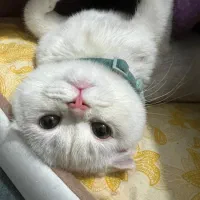 بچه گربه اسکاتیش گوگولی و ناز