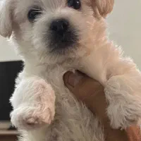 پودل مالتیز