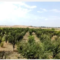 باغ-یک-هکتاری-با-چاه-مجوز-دار
