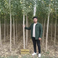 نهال صنوبر در پارس‌آباد، فرصت طلایی