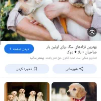 پیدا کردم سگ ژرمن شیپر