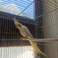 عروس هلندی|پرنده|خمینی‌شهر, |دیوار