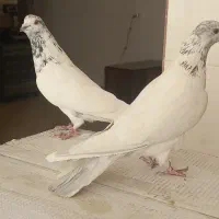 6عددکبوتر|پرنده|یزد, |دیوار