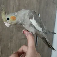 2عددجوجه عروس هلندی