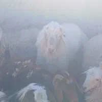 قوچ|حیوانات مزرعه|سرایان, |دیوار