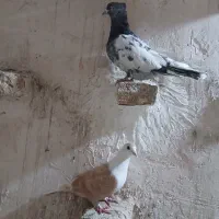 کبوتر