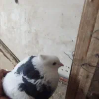 نر طوقی|حیوانات|قم, بلوار امین و ساحلی|دیوار