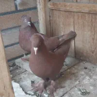 جوجه گرفتنی|پرنده|قم, کلهری|دیوار