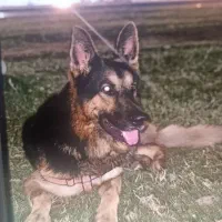 ژرمن گمشده|سگ|اهواز, کوروش|دیوار