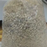 اسپندبومی تازه چیده شده فوق العاده خوشبو|خوردنی و آشامیدنی|اصفهان, هفتون|دیوار