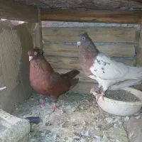 جفت نرو ماده عالی سالم برای فروش