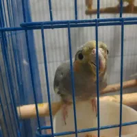 عروس هلندی