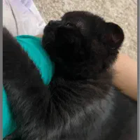 فروش گربه اسکاتیش فولد خاص و اصیل|گربه|سیرجان, |دیوار