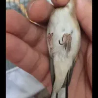 جوجه سره امسال|پرنده|قرچک, داوود آباد|دیوار