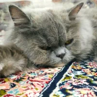 گربه بازیگوش|گربه|اردکان, |دیوار