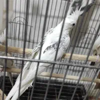 طوطی عروس هلندی|پرنده|تهران, افسریه جنوبی|دیوار