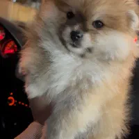 پامرخرسی جنسیت نر|سگ|مشهد, الهیه|دیوار