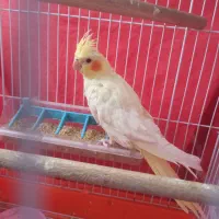 جوجه عروس هلندی